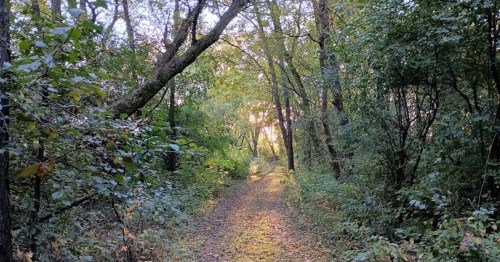 A serene forest path lined with trees, illuminated by soft sunlight filtering through the leaves.