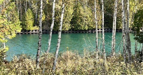 A serene river scene framed by birch trees, with vibrant green water and lush foliage in the background.
