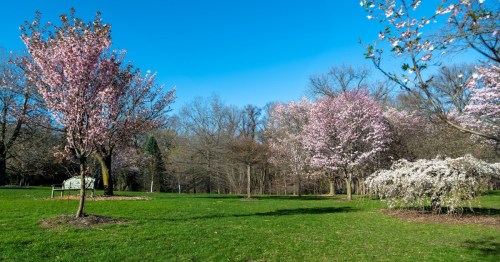A sunny park scene featuring blooming pink and white trees against a clear blue sky and lush green grass.