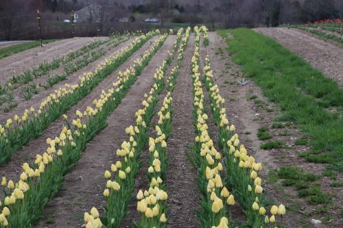 Rows of yellow tulips bloom in a field, surrounded by green grass and bare soil under a cloudy sky.
