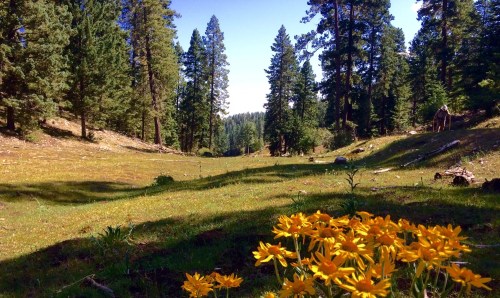 A serene forest landscape with tall trees and a meadow, featuring vibrant yellow flowers in the foreground.