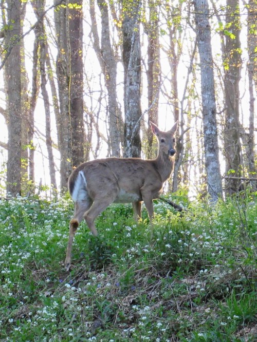 A deer stands in a grassy area surrounded by trees, with sunlight filtering through the forest.