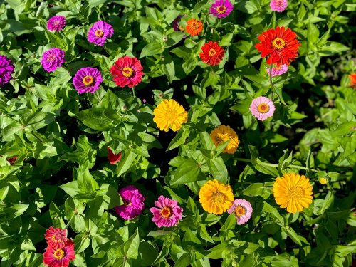 A vibrant garden filled with colorful flowers, including pink, red, orange, and purple blooms among lush green leaves.