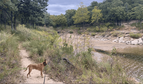A dog stands on a trail beside a dry riverbed, surrounded by trees and rocky terrain under a cloudy sky.