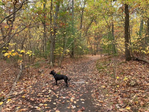 A black dog stands on a leaf-covered path in a colorful autumn forest. Trees display vibrant fall foliage.