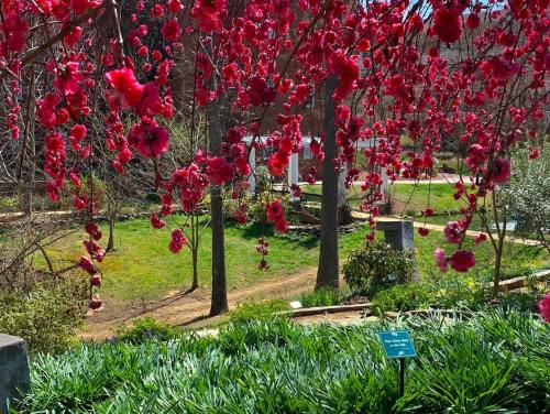 Vibrant pink blossoms hang from branches, framing a lush green garden with trees and a sign in the background.