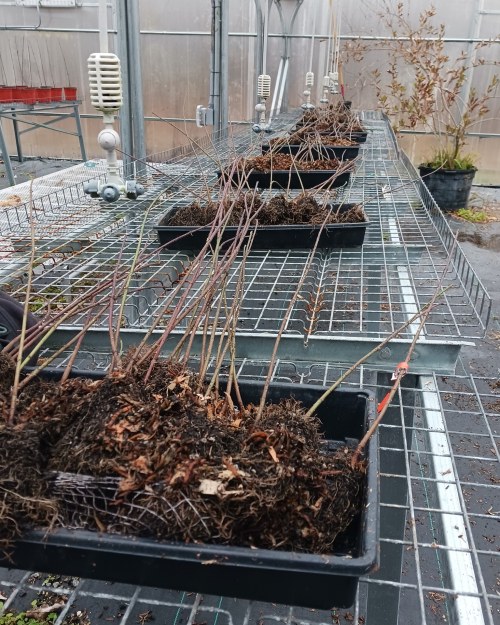 Pots with young plants and roots arranged on a metal shelf in a greenhouse.