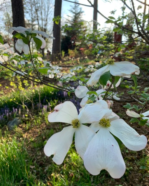 Close-up of white dogwood flowers blooming among green leaves in a sunny garden setting.