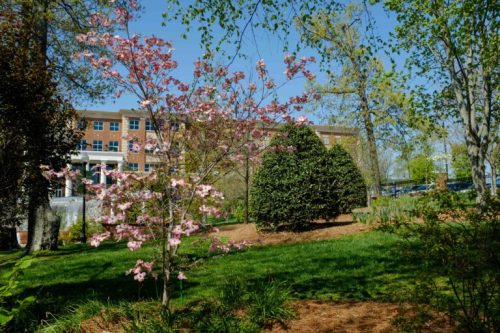 A blooming pink tree in a green park with a building and trees in the background under a clear blue sky.