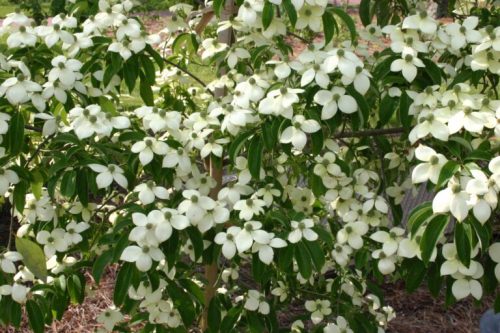A lush tree covered in clusters of white flowers and green leaves, creating a vibrant, floral display.