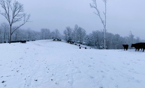 A snowy landscape with cows grazing, surrounded by bare trees and a misty atmosphere.