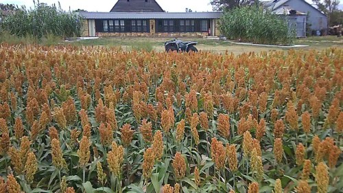 A field of tall, golden sorghum plants with a house and greenery in the background.