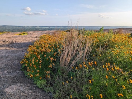 A vibrant patch of yellow flowers and green grass on rocky terrain, with a distant landscape under a clear sky.