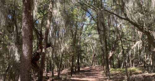 A serene forest path lined with trees draped in Spanish moss under a clear blue sky.