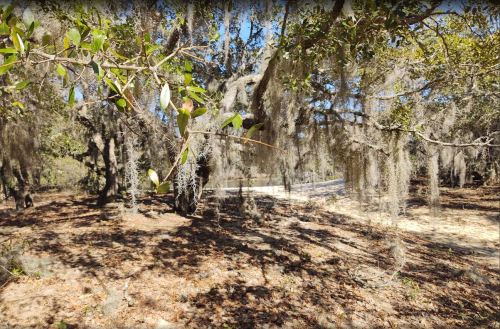 A serene forest scene with trees draped in Spanish moss and sunlight filtering through the leaves.