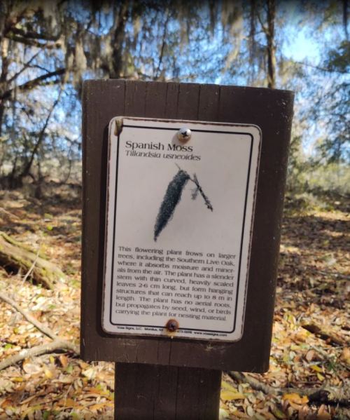 Sign for Spanish Moss (Tillandsia usneoides) on a wooden post, with a description of the plant and its habitat.