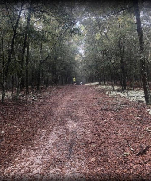 A person and a dog walk along a leaf-covered path in a misty forest.