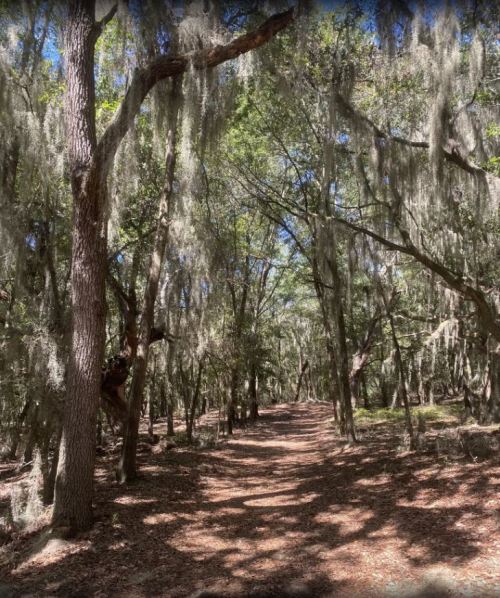 A serene forest path lined with trees draped in Spanish moss, dappled sunlight filtering through the leaves.
