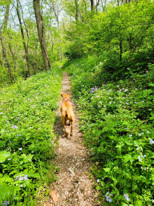 A dog walks along a narrow trail surrounded by lush greenery and blooming wildflowers in a forest.