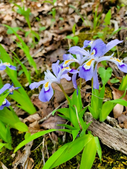 A cluster of delicate purple and white flowers surrounded by green leaves and fallen leaves on the forest floor.