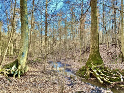 A serene forest scene with bare trees, a small stream, and moss-covered roots, surrounded by fallen leaves.