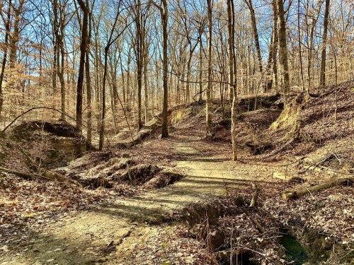 A serene forest path winding through bare trees, with sunlight filtering through and fallen leaves covering the ground.
