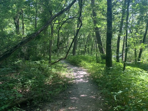 A winding dirt path through a lush green forest, surrounded by trees and dense foliage.