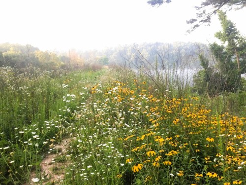 A serene path lined with vibrant wildflowers, leading to a misty lake surrounded by lush greenery.