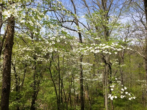 Blooming white flowers on trees in a lush green forest under a clear blue sky.