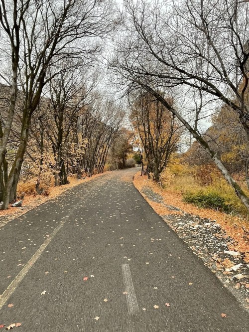 A winding path through a forest with bare trees and fallen leaves, surrounded by autumn colors.