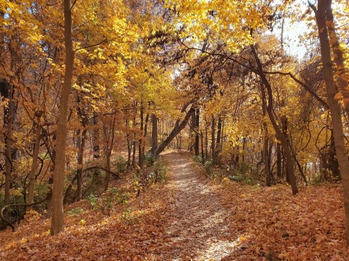 A serene forest path covered in vibrant autumn leaves, surrounded by trees in shades of orange and yellow.