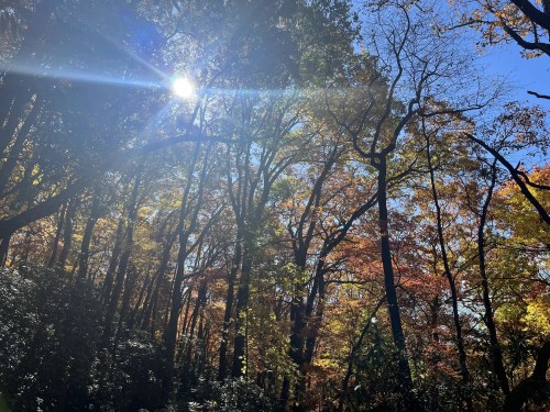 Sunlight filters through colorful autumn trees in a vibrant forest.