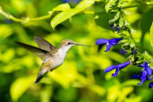 Hummingbird hovering in front of a vibrant, blue trumpet-shaped flower with blurred leaves in the background