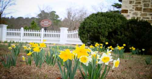 A field of yellow and white daffodils in front of a white picket fence and a sign in a park setting.