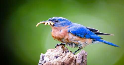 A bluebird perched on a log, holding a worm in its beak against a blurred green background.