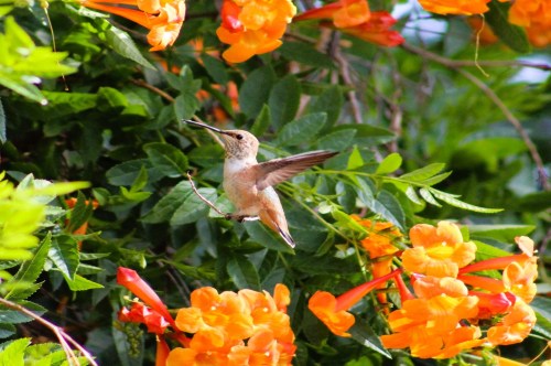 A light-colored hummingbird perched on a tiny branch of a tree with vibrant orange blooms.
