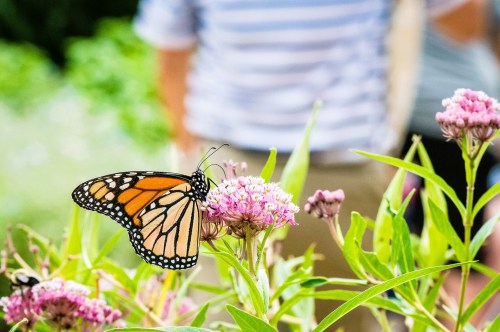 An orange and black monarch butterfly perched on pink milkweed flower with a someone in the background wearing a blue and white striped shirt