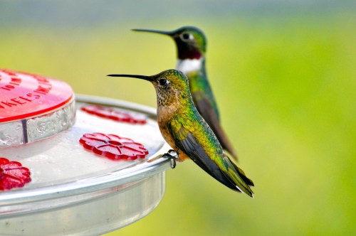 Two hummingbirds with shimmering green feathers sitting on a metal hummingbird feeder with red decorative flowers