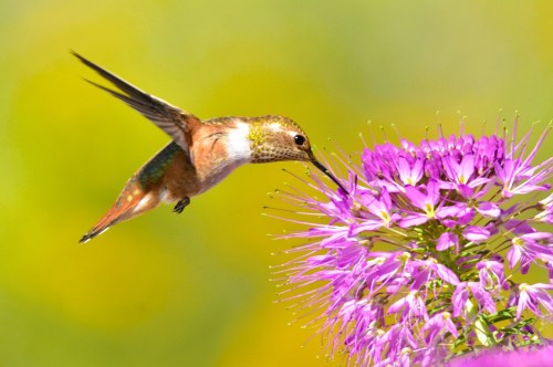 Multicolored hummingbird drinking nectar from a pretty lilac flower in a garden