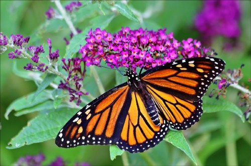 Large orange and black monarch with its wings spread on a pretty pink flower in a garden