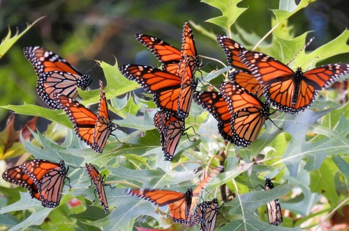 Large cluster of monacrhc butterflies perched on the green leaves of a plant