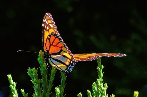 A gorgeous multi-color monarch butterfly with its wings spread wide perched on top of a plant with spiked leaves against a black background