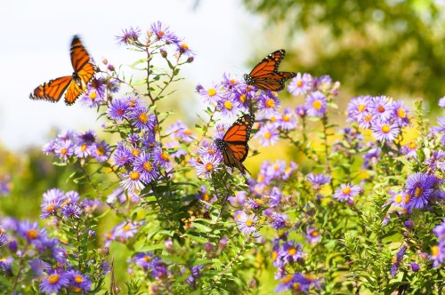 Three orange and black monarch butterflies perched on clusters of pretty lilac and yellow flowers in a garden
