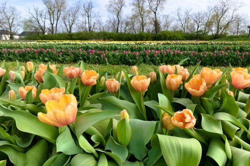 Rows of peach tulips with a field of more colorful tulips in the background on a u-pick flower farm in Kentucky