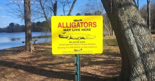 A bright yellow sign warns about alligators in the area, advising not to approach or feed them.