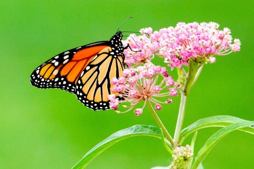 Multicolor monarch butterfly pitched on a cluster of pink milkweeds with green leaves