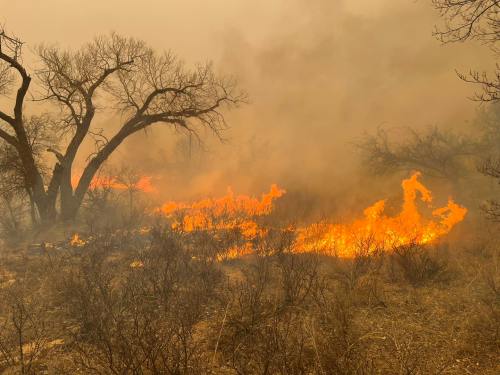 A wildfire burns through dry brush, with flames and smoke rising amidst charred trees and vegetation.