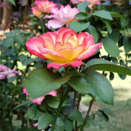 A vibrant pink and yellow rose blooms among green leaves in a garden setting.