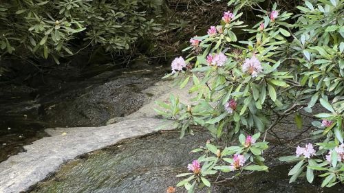 A stream flows beside lush green foliage and pink flowers, creating a serene natural scene.
