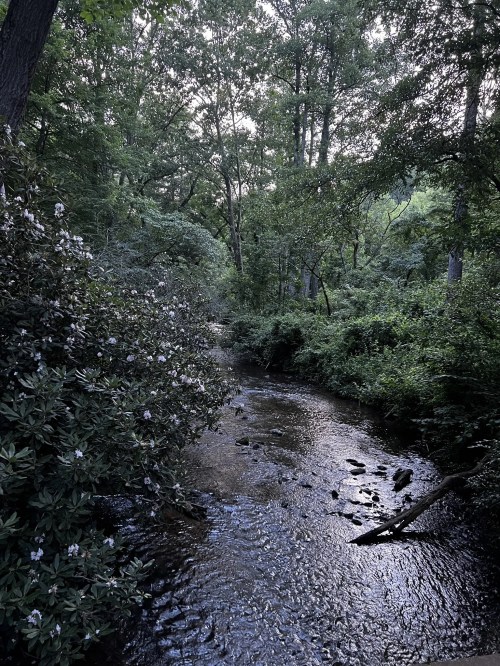 A serene forest scene with a winding creek surrounded by lush greenery and blooming bushes.